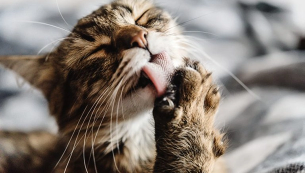 Hairballs in Cats