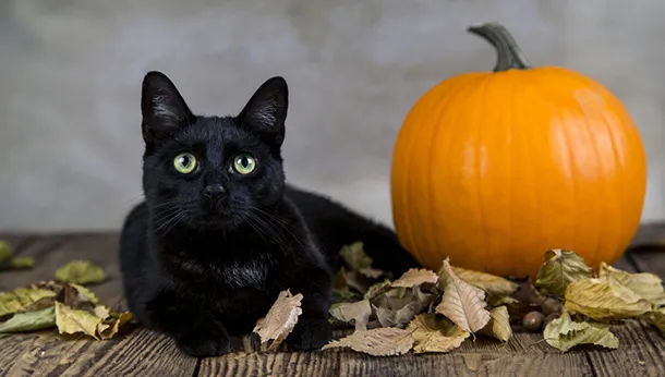 Halloween Anxiety with All the Trick or Treaters