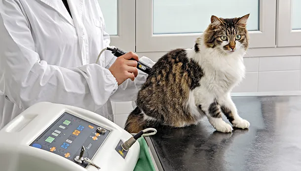 Veterinary Laser Therapy for Dogs and Cats