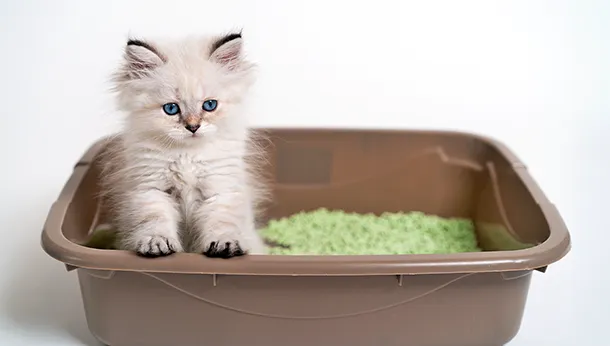 Litter Box Tips and Tricks