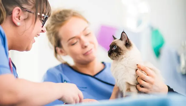 Acupuncture for Animals