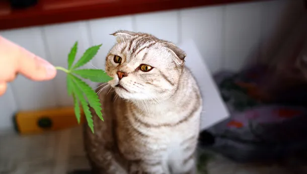 Marijuana and Our Pets