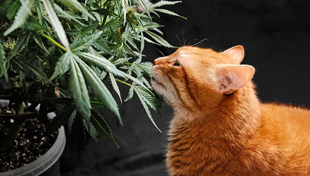 Marijuana Toxicity in Pets