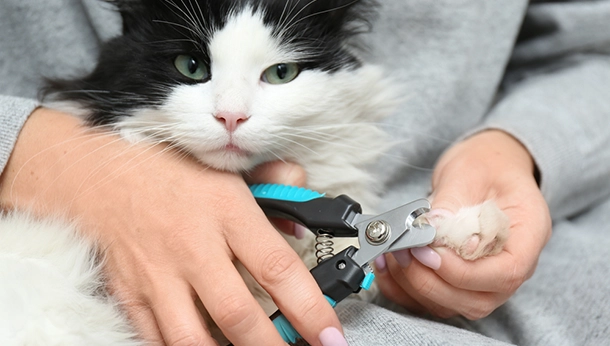 How to Trim Cat Nails