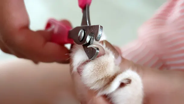 How to Clip Your Pet’s Nails