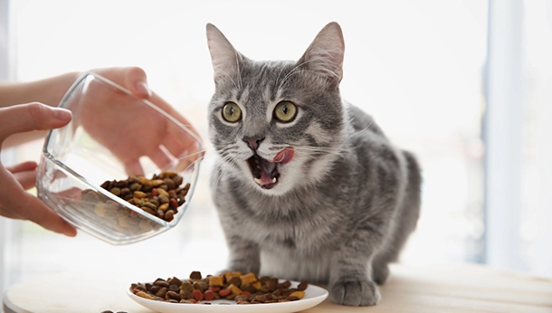 Cat Nutrition