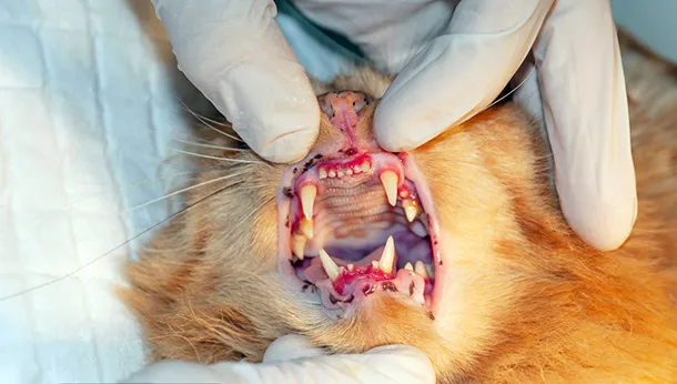 Dental Season at Killarney Cat Hospital!