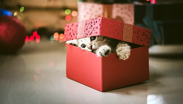 Why You Shouldn’t Give Pets as Gifts for Christmas