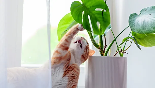 Toxic Plants for Cats