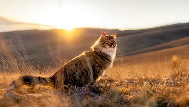 Pet Remembrance Day