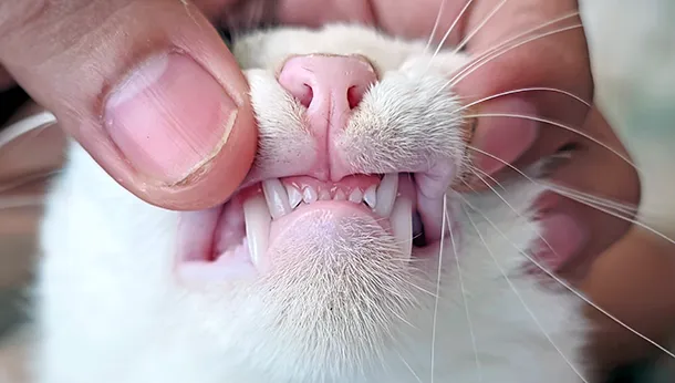 Feline Oral Resorptive Lesions