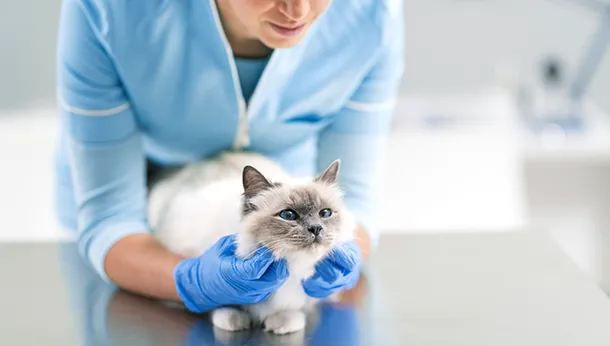 When Should Your Cat See a Veterinarian?