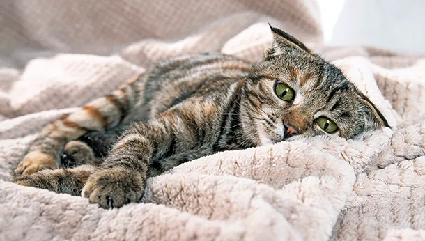 Chronic Kidney Disease in Cats