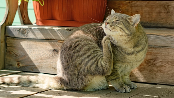 Cats Can Get Ticks Too!