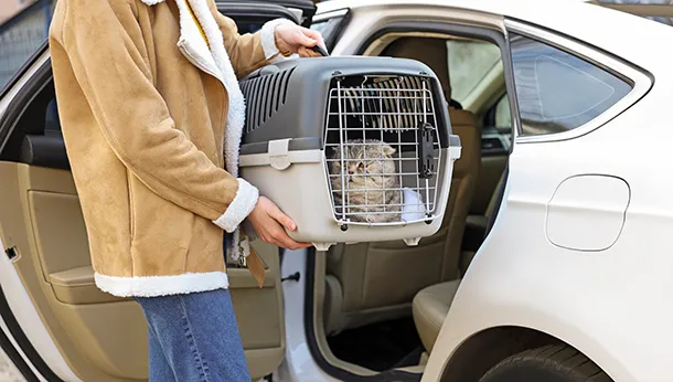 How to Bring Your Cat Safely to the Vet