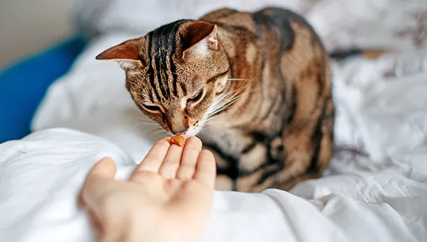 Feeding in a Multi-Cat Household