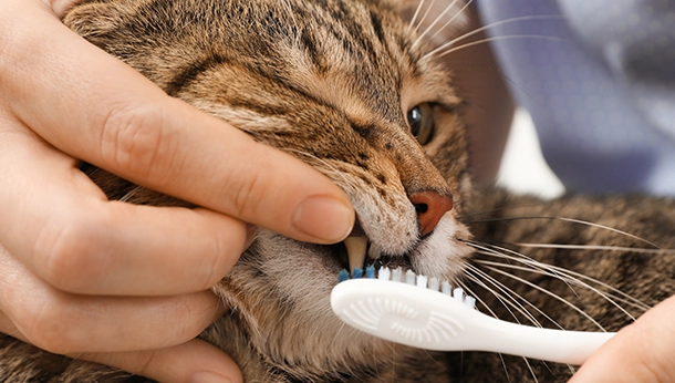 How to Brush Your Pets’ Teeth