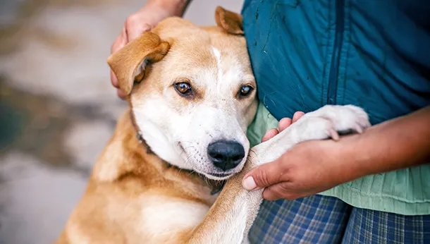 "My Old Dog or Cat Doesn’t Like The Kids"