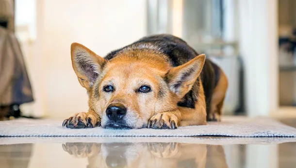 Managing Arthritis in your Senior Dog