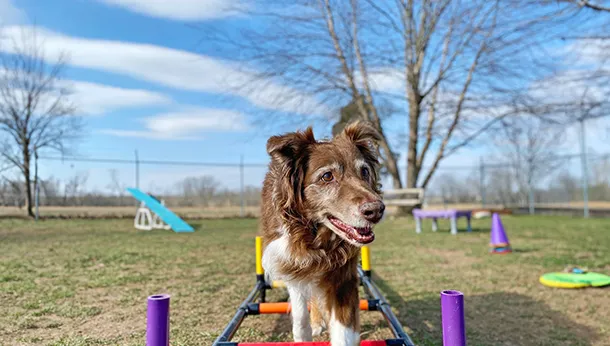 Dog Sports