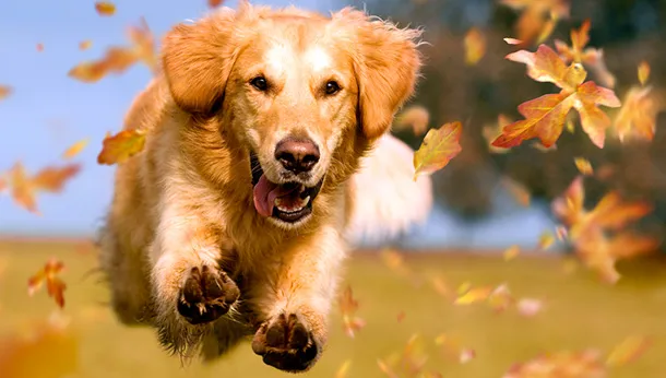 10 Things to Do with Your Dog This Fall