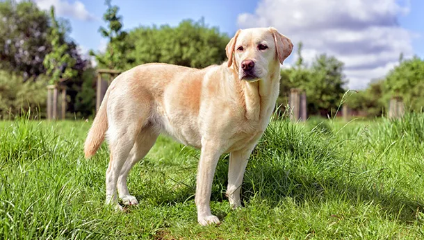 Why Veterinarians Recommend Dental Cleaning for Pets