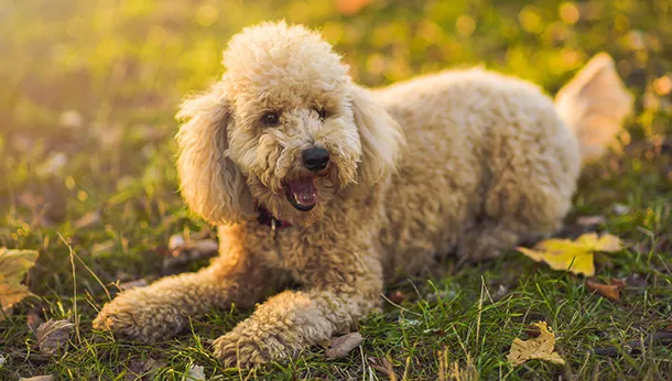 The Pleasures of Poodles to a Pessimist