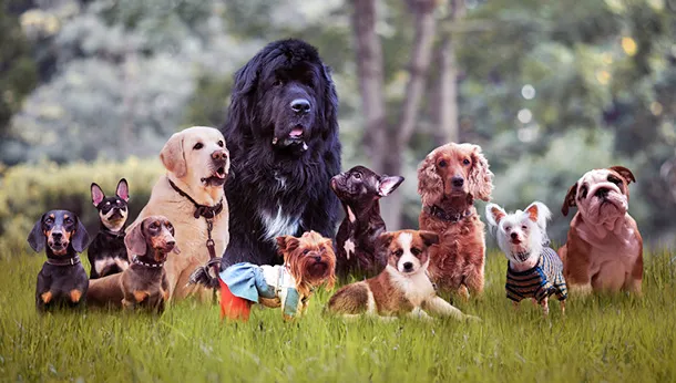 Picking The Right Dog for Your Family