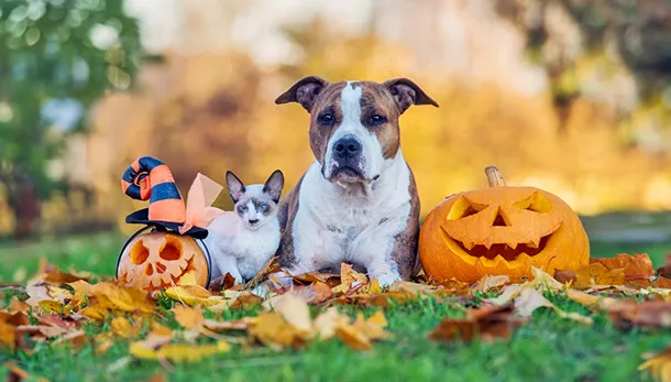 Pet Safety: Halloween is spooky for our pets too!