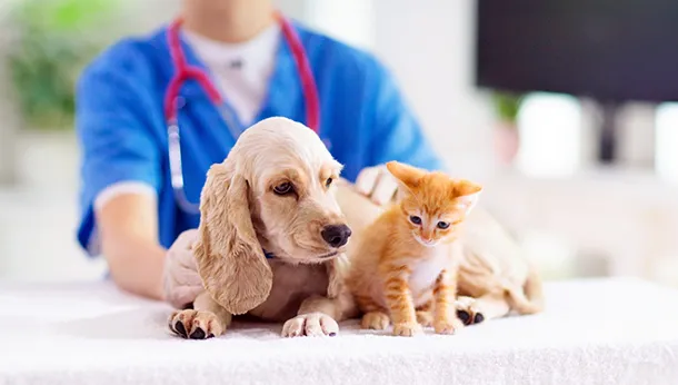 Waiting Room Etiquette for Dogs & Cats