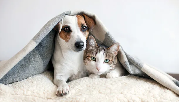 Winter Blues & Solutions for Your Pet!