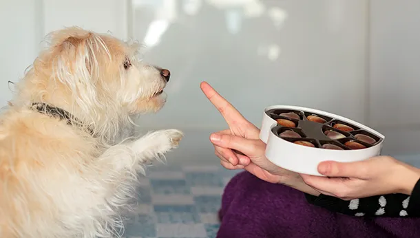 Chocolat : 1ère cause d’intoxication chez les chiens