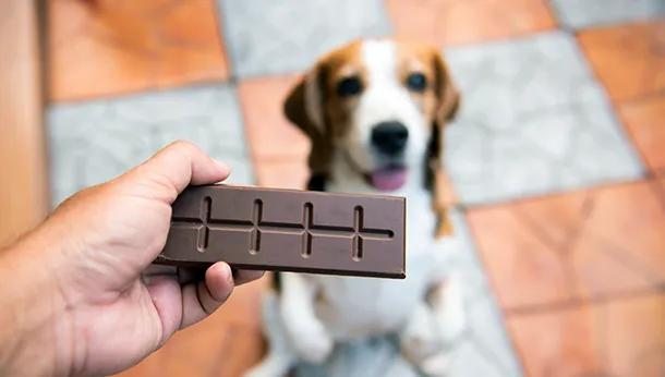 When Dogs and Chocolate Collide!