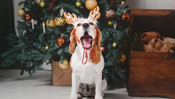 Pet-Proofing Your Christmas Holidays