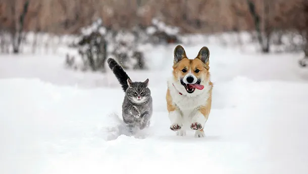 Protecting Your Pets Over Winter