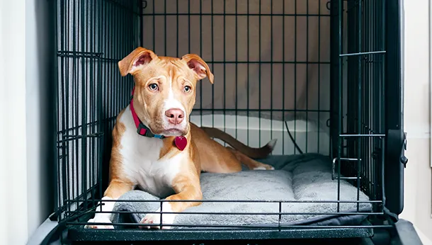 Crate Training