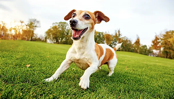 Introduction to Brushing Your Pet’s Teeth