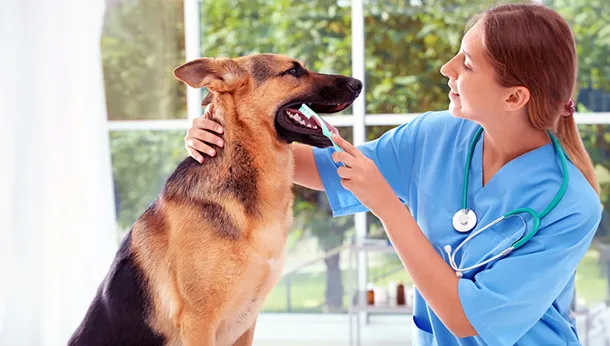 How to brush your dog's teeth!