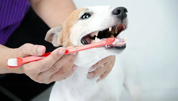 Brushing Your Dog’s Teeth