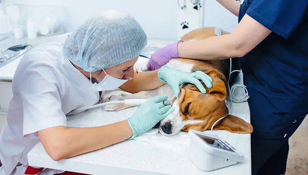 What Happens During A Professional Dental Cleaning Visit For My Pet?