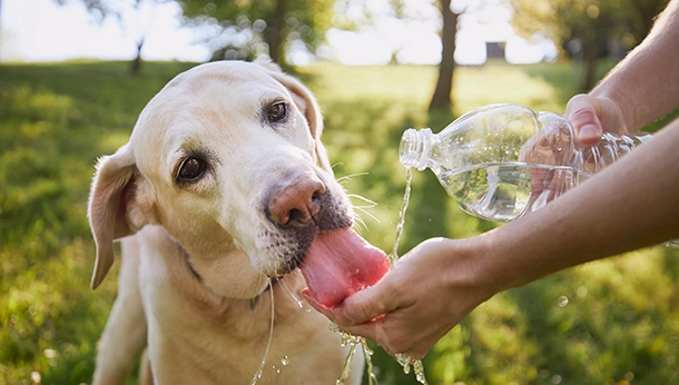 Le coup de chaleur chez les chiens