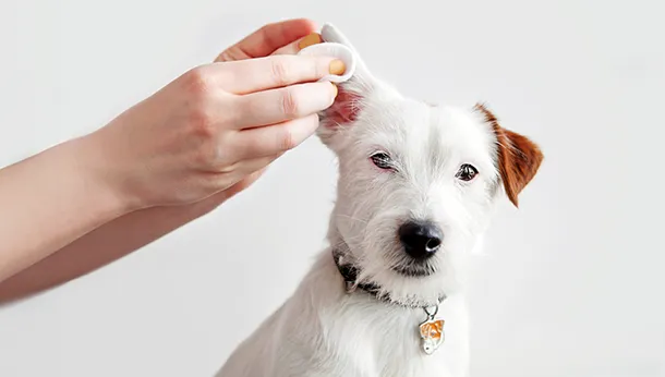 Help! My dog’s (and rarely cat’s) ear flap is hot and huge!