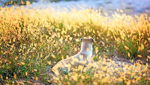 Foxtail Weeds and Dogs