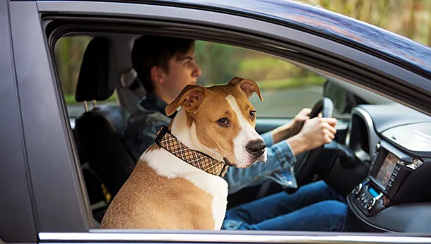 Safely Traveling with Your Dog in the Car