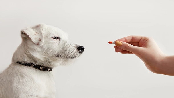 Ibuprofen Toxicity in Dogs and Cats