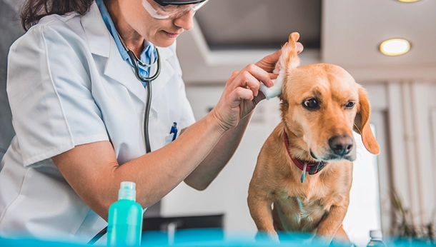 How to Clean Your Dog’s Ears!