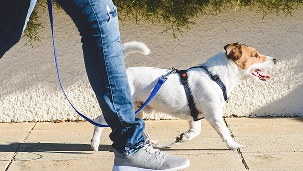 How to choose a dog walker