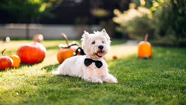 Halloween Pet Dangers