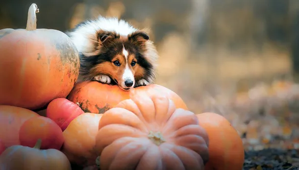 Halloween and Pets