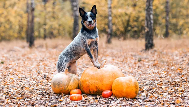 Halloween and Hazards for Pets